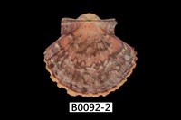 藏品(中華海扇蛤)的圖片